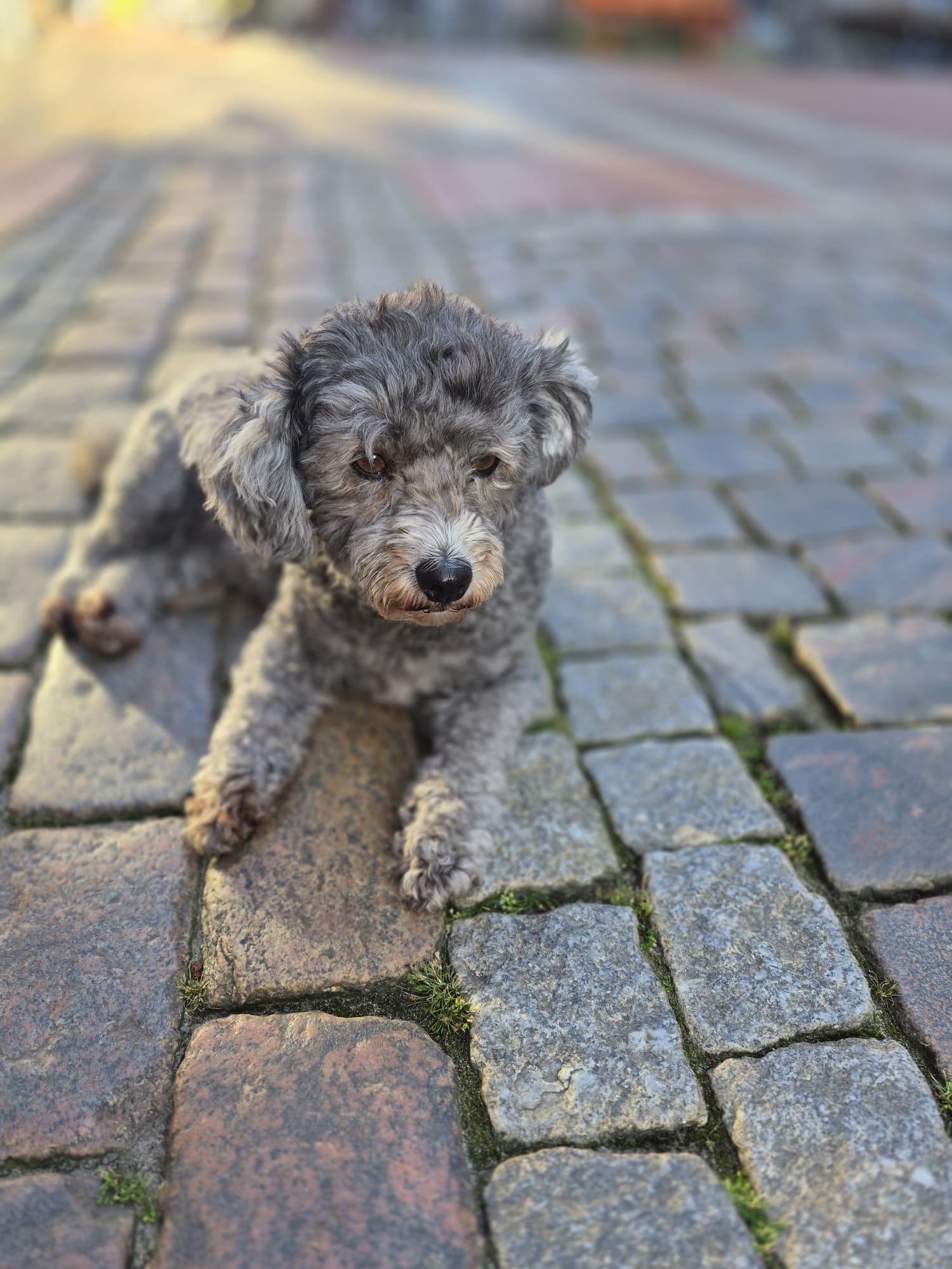 Hund vor dem Apropos